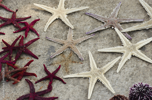 stelle marine