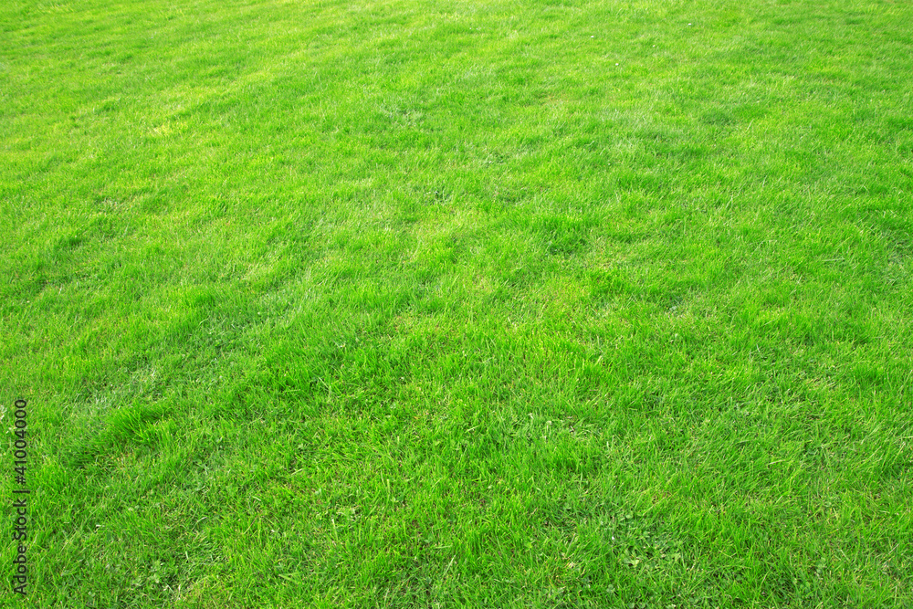 The texture of green grass The texture of green grass