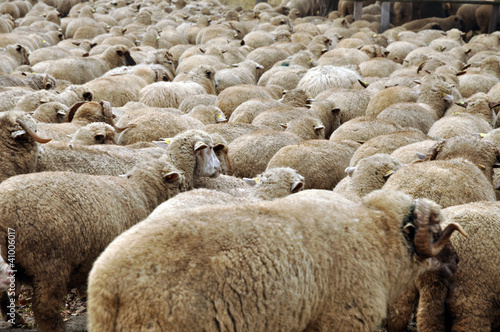 Herd of sheep gathering on a farm