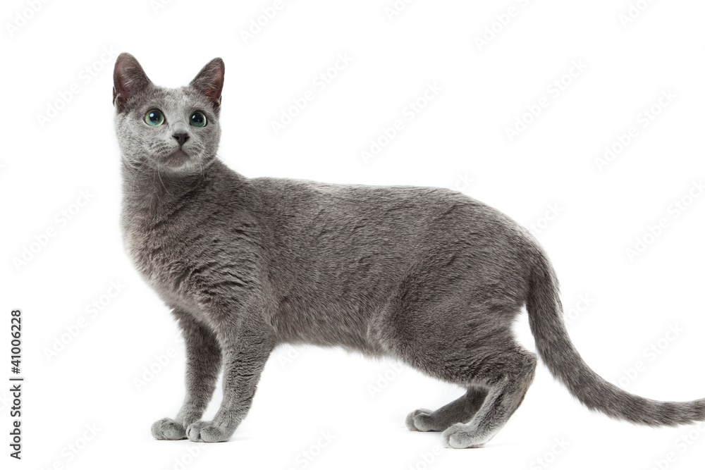Photography Russian Blue cat on white .