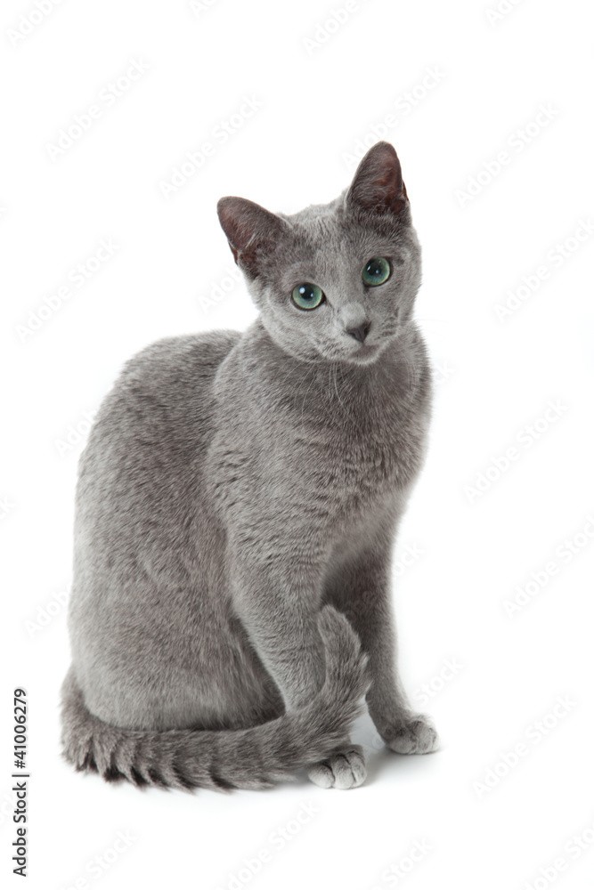 Fotografia Russian Blue cat on white .