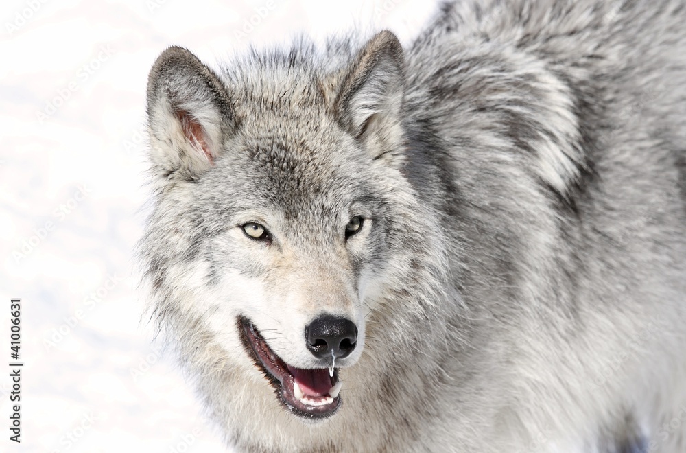 Obraz premium gris en hiver