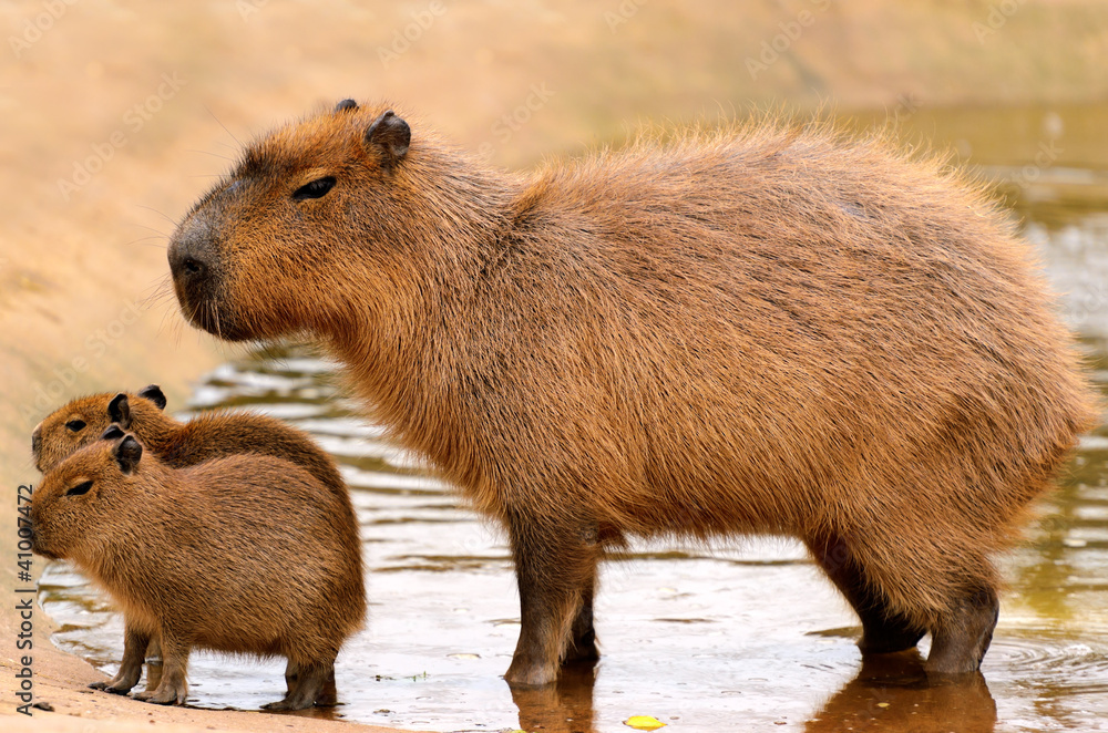 Capybara Foto, Poster, Wandbilder bei EuroPosters