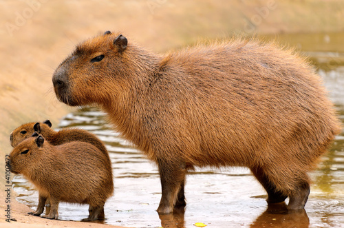Fotobehang Capybara
