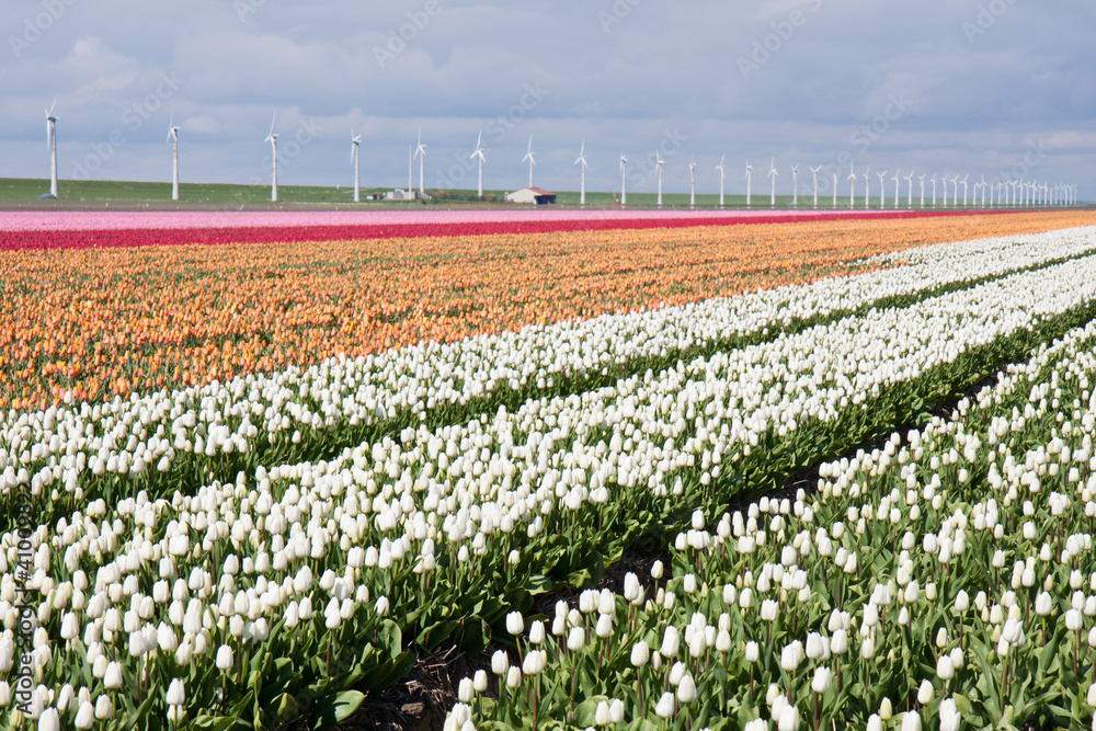 Dutch field of colorful tulips with windmills behind it