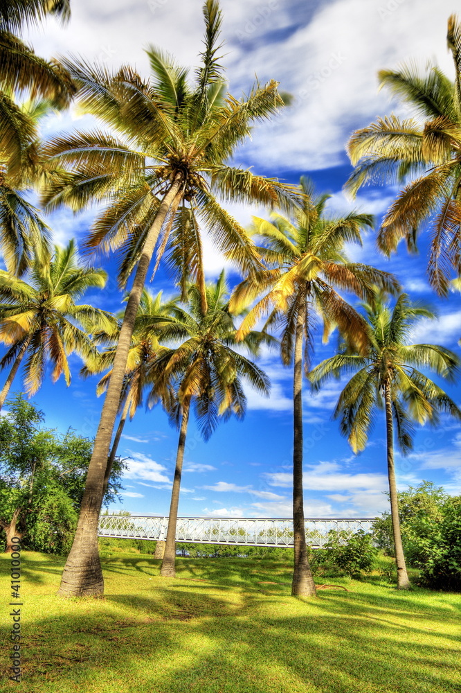 Cocoteraie de l'étang Saint-Paul, La Réunion. Cocoteraie de l'étang Saint-Paul, La Réunion.