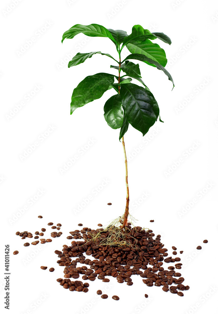 Young Coffee Trees Conilon Robusta Coffea Stock Photo 2347630213