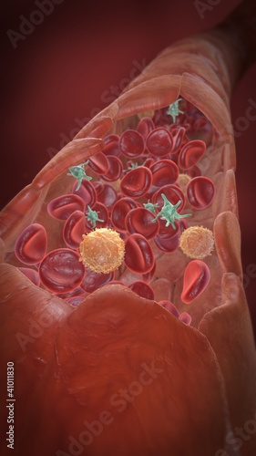 Kapillargefäß mit Erythrozyten, Leukozyten, Thrombozyten