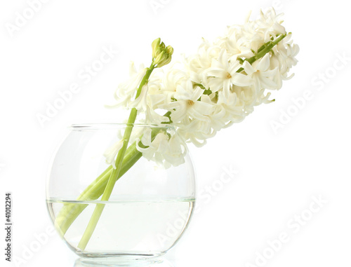 beautiful white hyacinth in transparent vase isolated on white