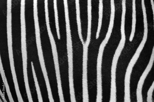 Zebra Flank