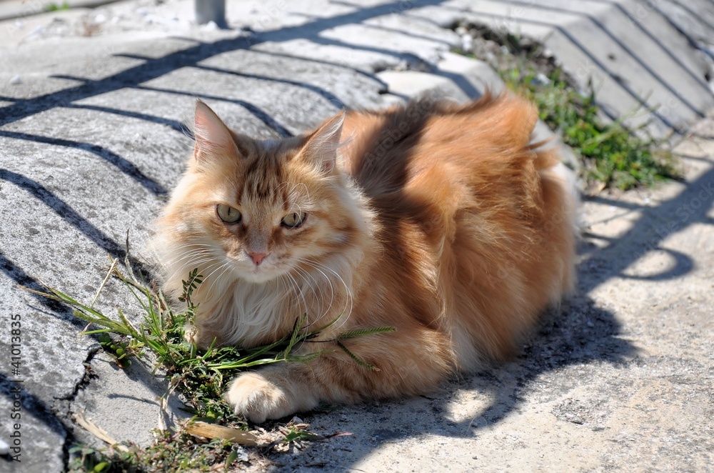 Fototapeta premium Persian cat