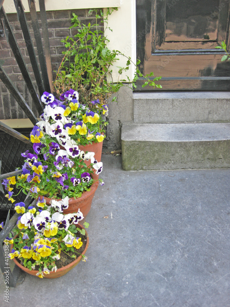 flowers in front of the house