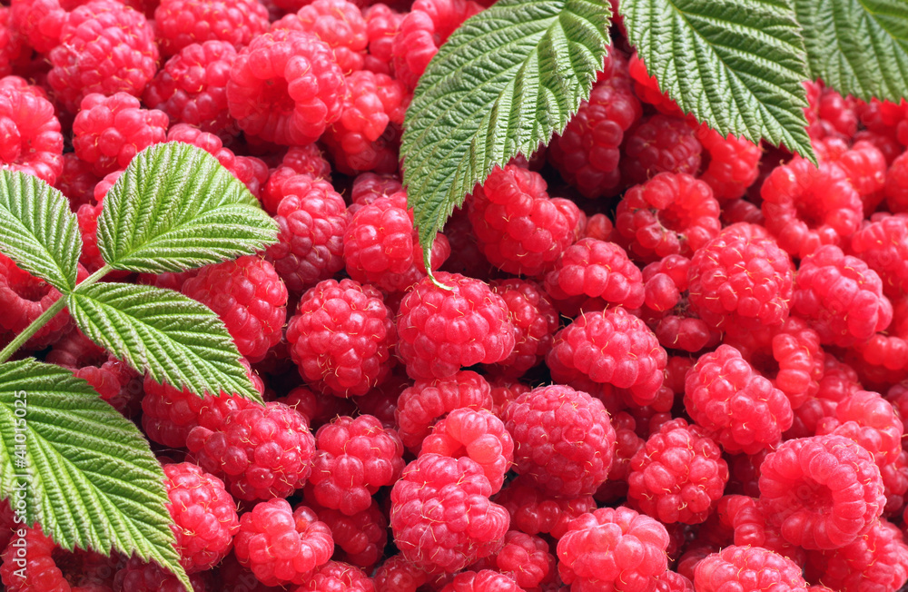 Ягоды малины