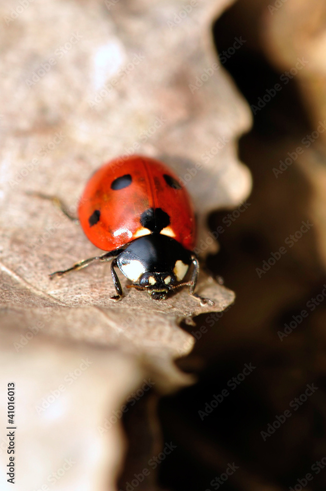 Fototapeta premium coccinella