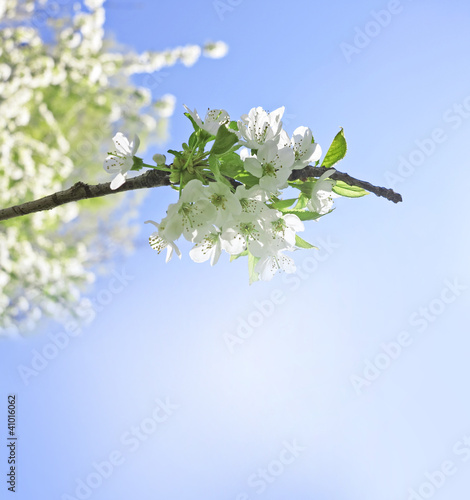 cherry tree with flowers