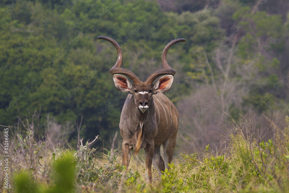 Kudu watching me Kudu watching me