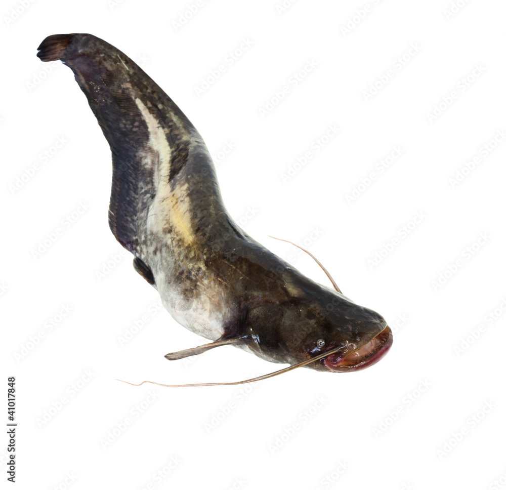 Obraz premium Big river catfish isolated on white