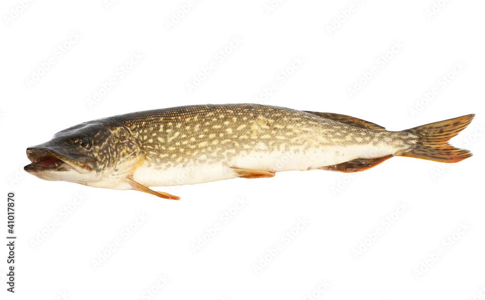 Obraz premium Pike
