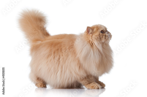persian cat isolated on white. Persian cat portrait photo