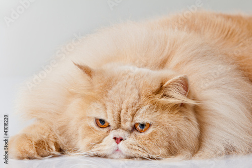 Foto persian cat isolated on white. Persian cat portrait