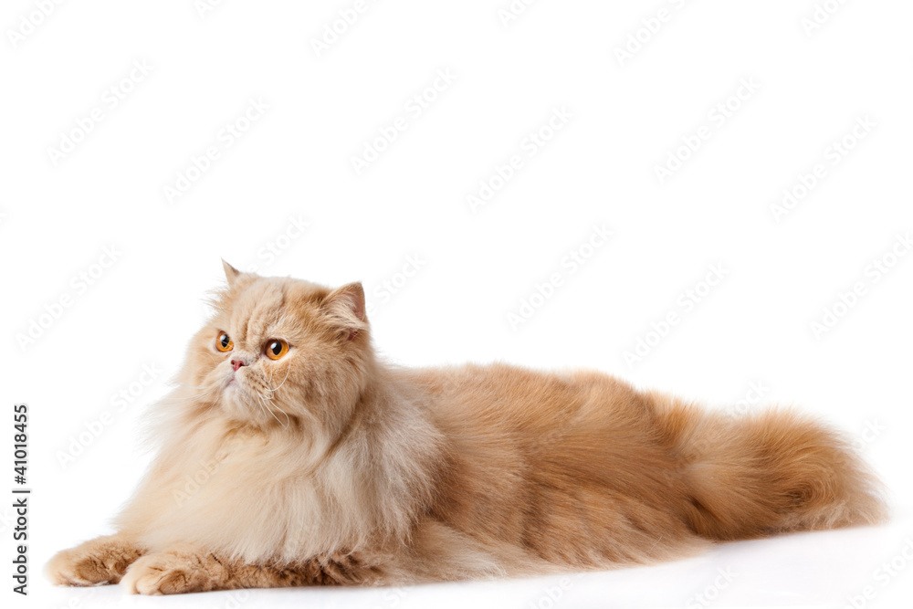 persian cat isolated on white. Persian cat portrait