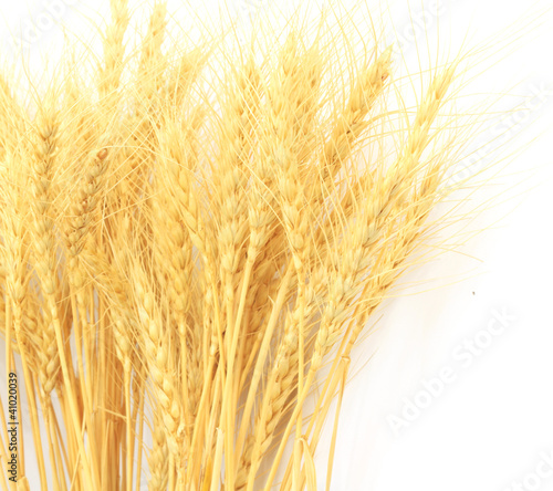 wheat grass isolated over white background