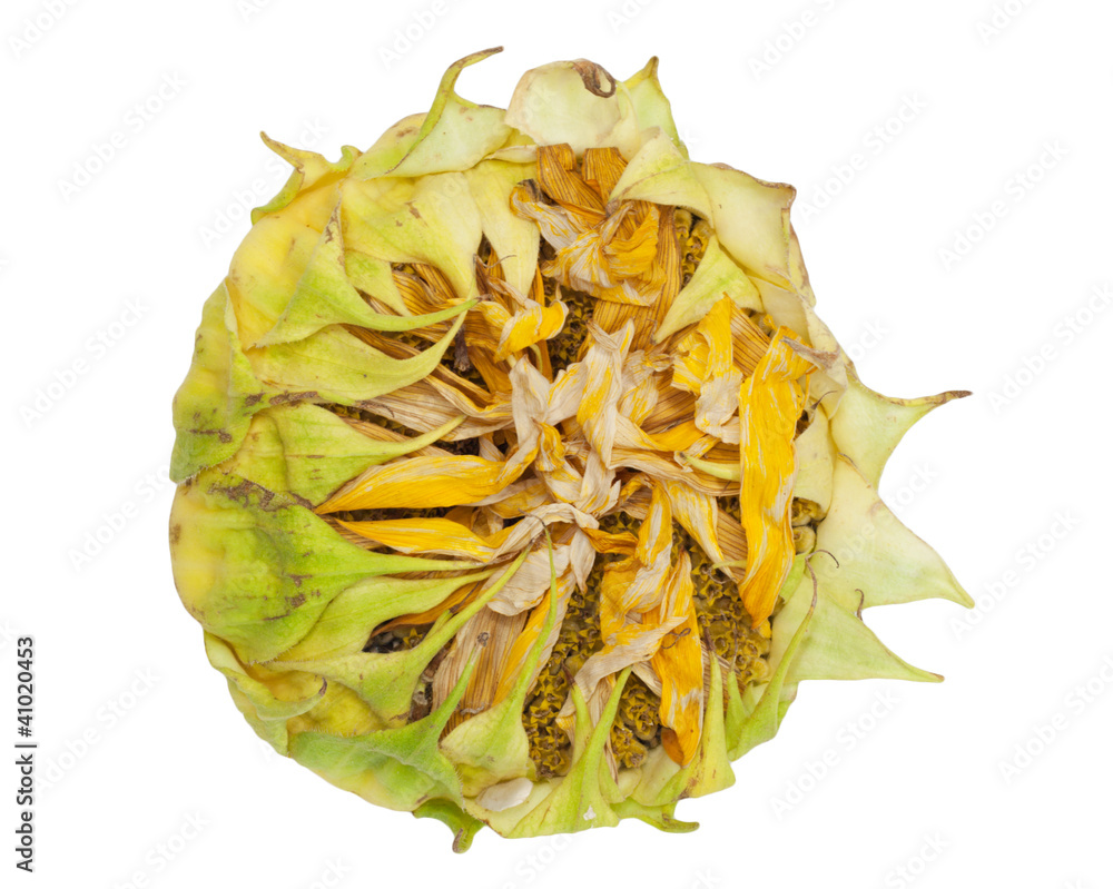 sunflower on white background sunflower on white background
