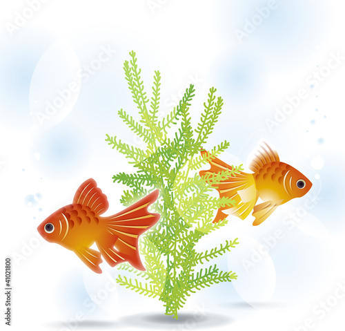 金魚と水草