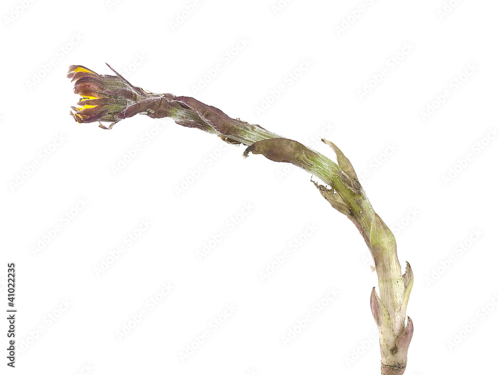 Fototapeta premium Coltsfoot flowers (Tussilago farfara)