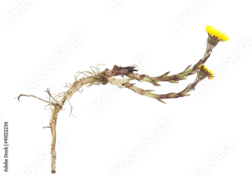 Foto Coltsfoot, tussilago isolated on white background