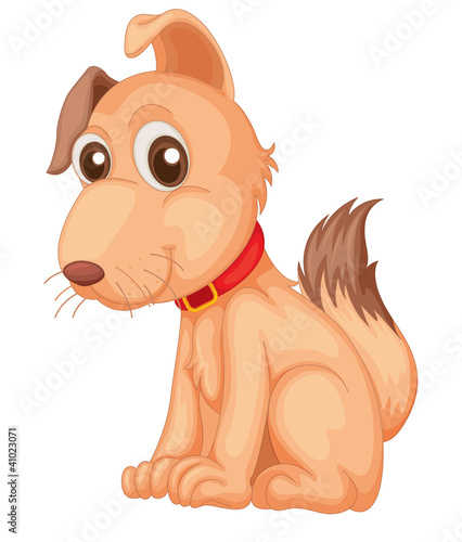 Cool dog