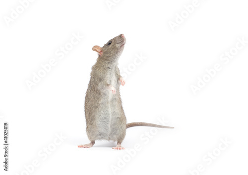 rat