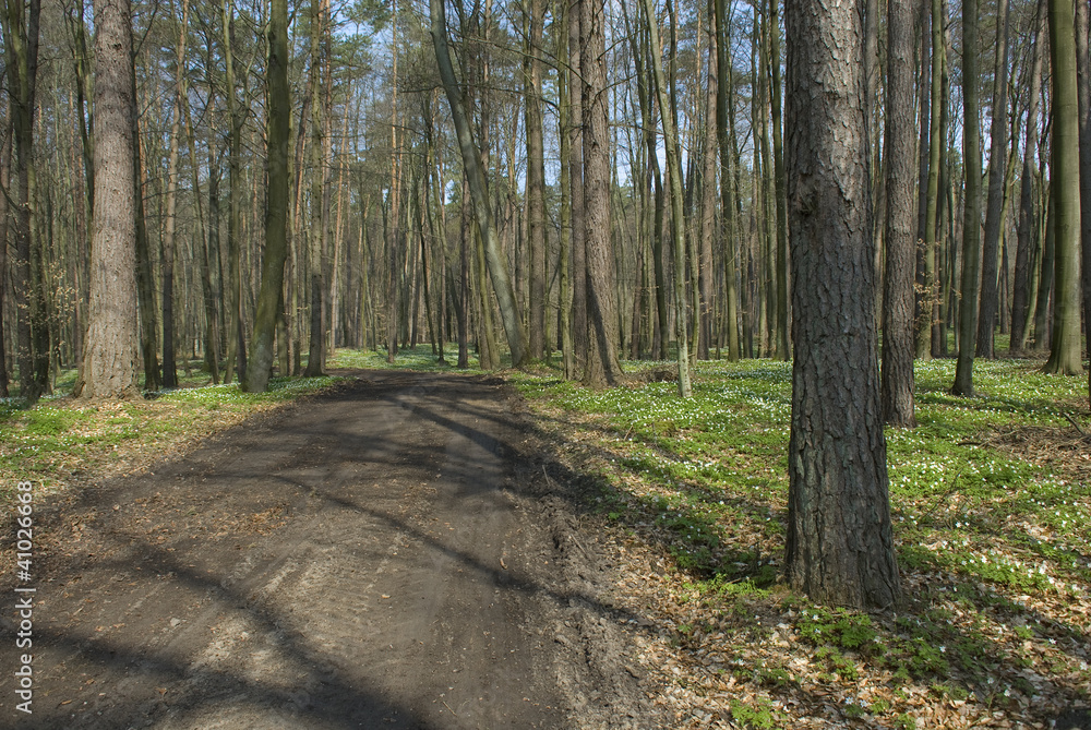 Obraz premium Spring forest
