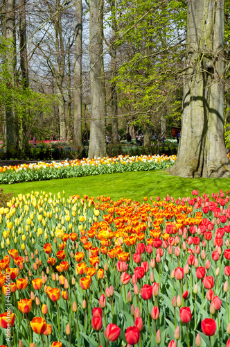 Beautiful spring flowers in Keukenhof park, Netherlands