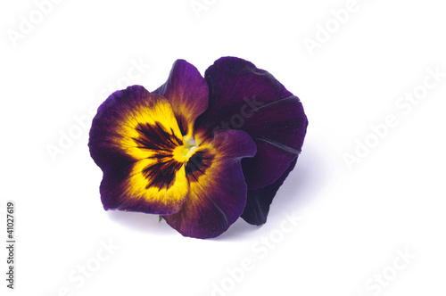 Viola