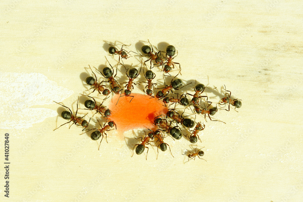Fototapeta premium Ants
