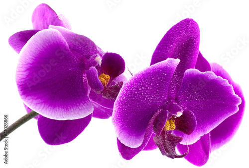 orchid  e