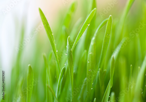 fresh green grass with drops on it