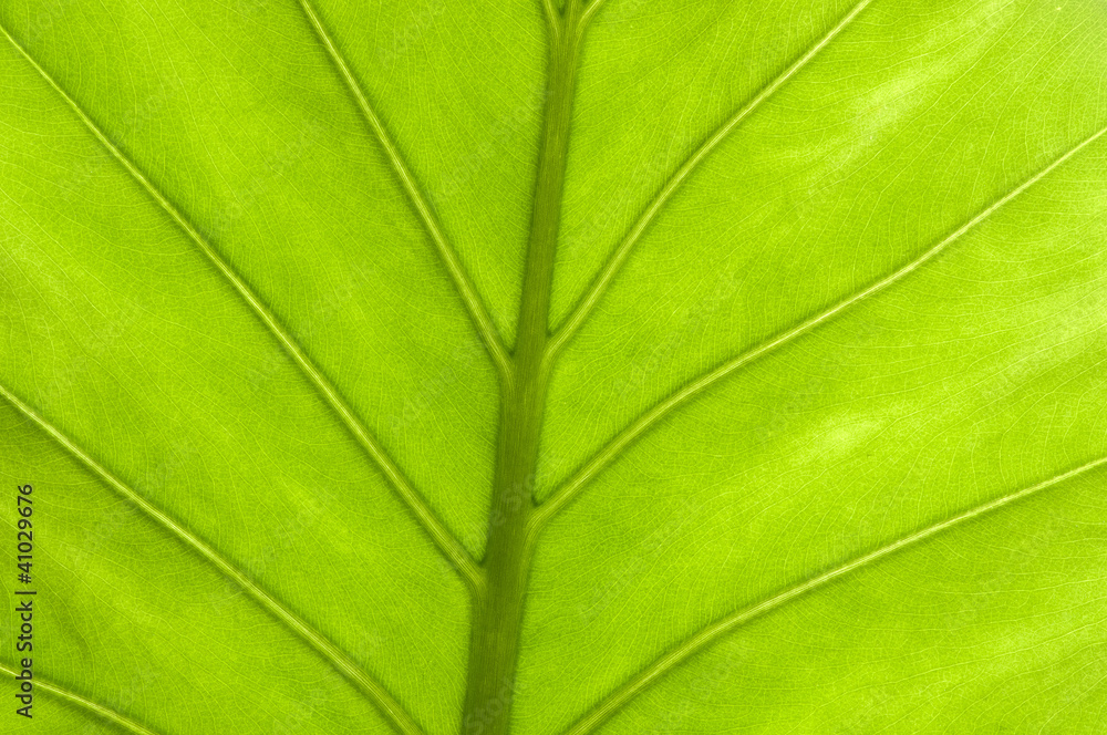 Leaf