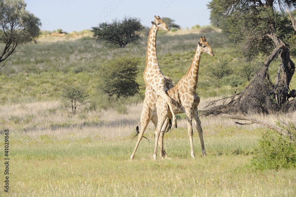 Naklejka premium Giraffe (Camelopardus giraffa) Kgalagadi park,south africa