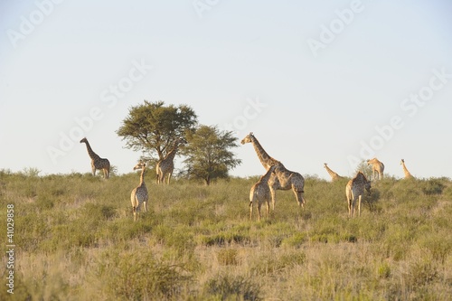 Giraffe (Camelopardus giraffa) herd, KgalagadiPark © wolfavni