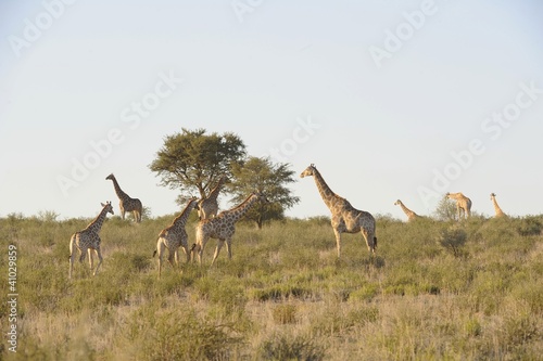 Giraffe herd Camelopardus giraffa  Kgalagadi park south africa