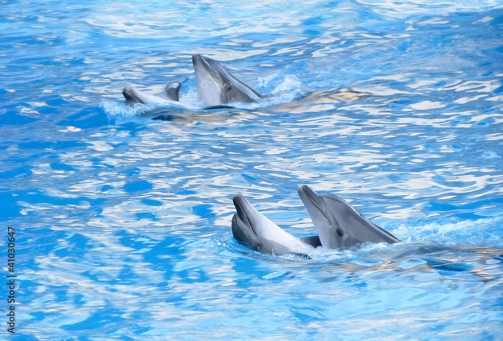 Fototapeta premium Dolphin dance show