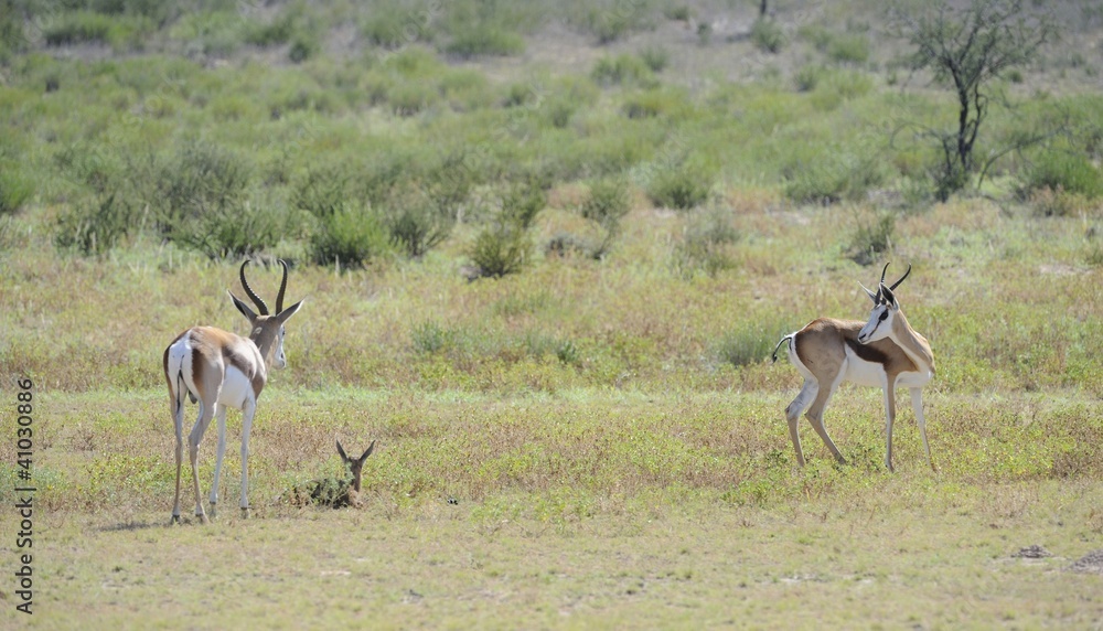 Springbuck (Antidorcus marsupialis) Kgalagadi park Springbuck (Antidorcus marsupialis) Kgalagadi park