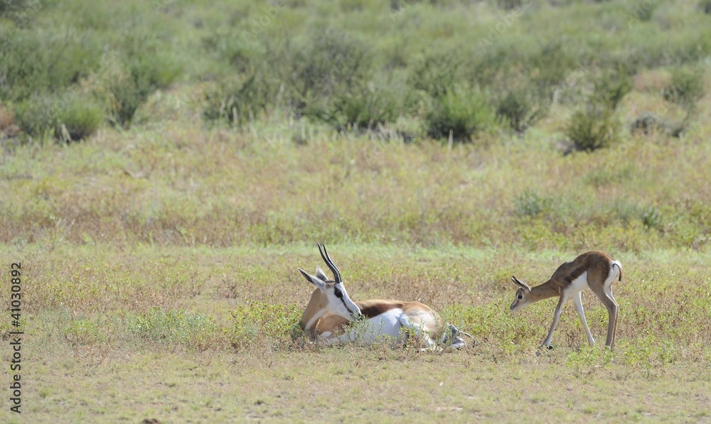 Springbuck (Antidorcus marsupialis) Kgalagadi park Springbuck (Antidorcus marsupialis) Kgalagadi park