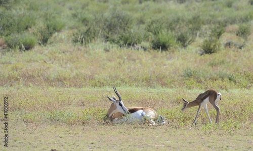 Springbuck (Antidorcus marsupialis) Kgalagadi park
