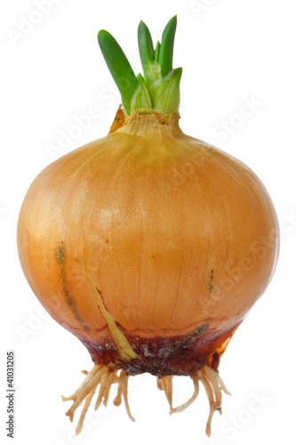 Onion bulb with little green sprouts