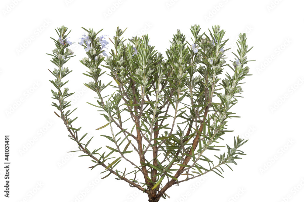 Twigs of fresh blooming rosemary Twigs of fresh blooming rosemary