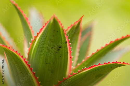 pineapple close-up