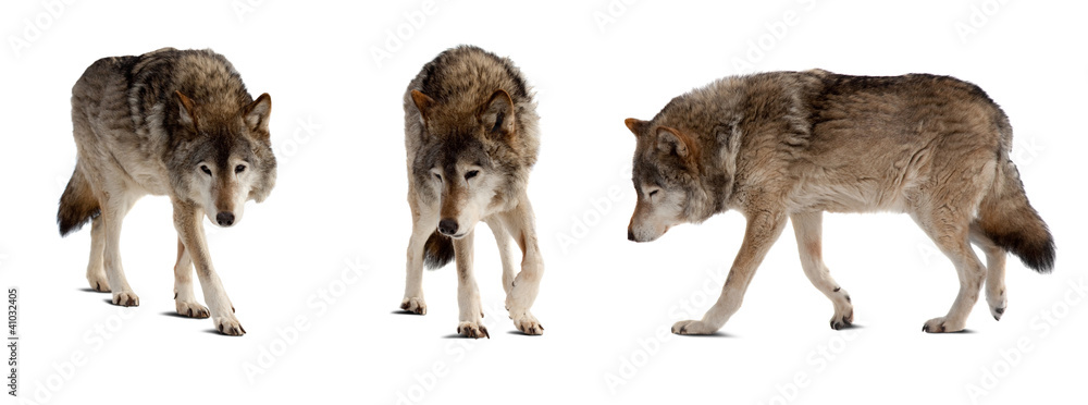 Obraz premium Zestaw kilku wilków na białym